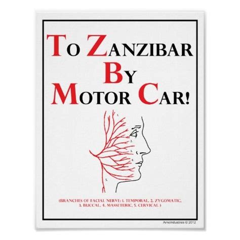 To Zanzibar By Motor Car! = Branches of the facial nerve: 1. Temporal, 2. Zygomatic, 3. Buccal, 4. Masseteric, 5. Cervical. Do you remember studying for the big exam late into …